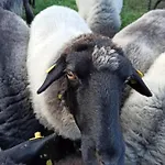 Schaeferwagen Auf Dem Biogut-saalkow *