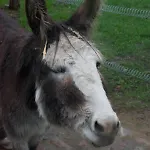 Schaeferwagen Auf Dem Naturgut-Saalkow Gustow (Vorpommern-Rugen)