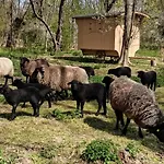 مكان تخييم Schaeferwagen Auf Dem Biogut-saalkow *