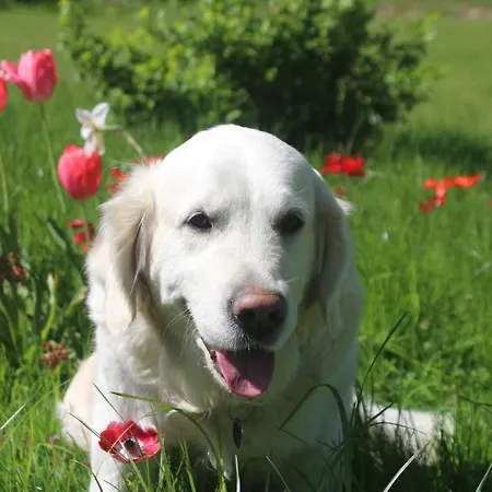 Schaeferwagen Auf Dem Biogut-saalkow * Gustow (Vorpommern-Rugen)