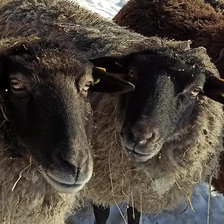 Schaeferwagen Auf Dem Biogut-saalkow Camping Gustow (Vorpommern-Rugen)