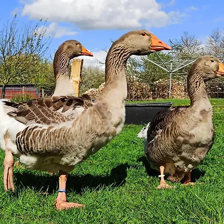 Camping Schaeferwagen Auf Dem Biogut-saalkow
