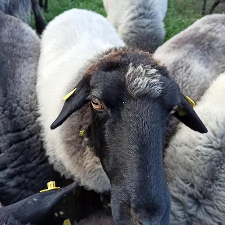 Schaeferwagen Auf Dem Biogut-saalkow *