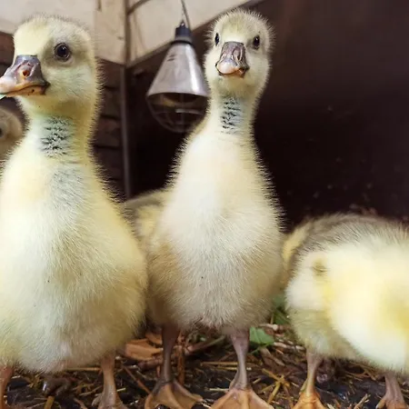 Schaeferwagen Auf Dem Biogut-saalkow * Gustow (Vorpommern-Rugen)