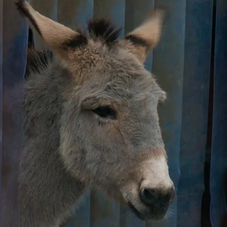 Camping Schaeferwagen Auf Dem Biogut-saalkow *
