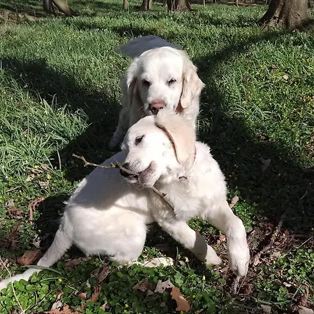 Schaeferwagen Auf Dem Biogut-saalkow *