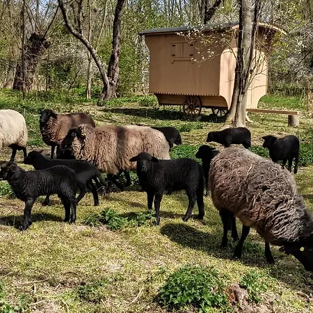 Camping Schaeferwagen Auf Dem Biogut-saalkow *